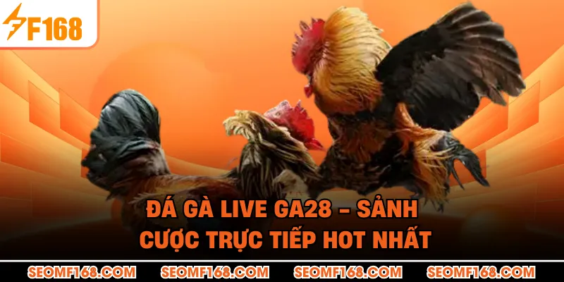 Đá Gà Live GA28 - Sảnh Cược Trực Tiếp HOT Nhất